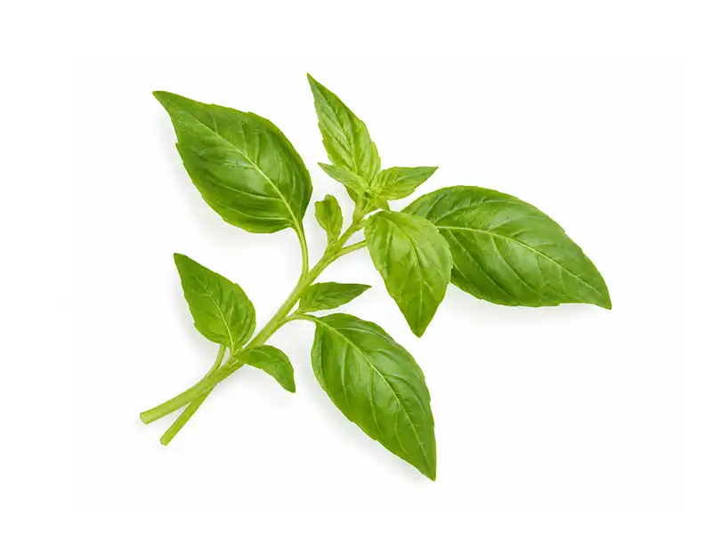 basil-lemon-microgreen-seeds-isolated-seedmart-australia