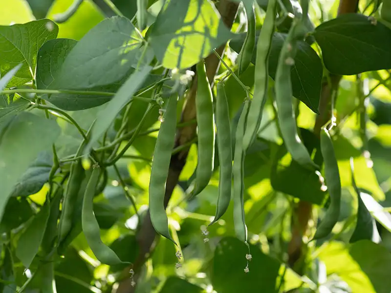 Bean Climbing Vitalis Vegetable Seeds - Image 2
