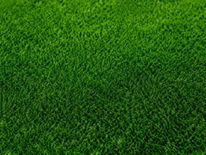 carpet-grass-seedmart-australia
