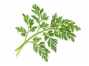carrot-microgreens-seeds-isolated-seedmart-australia