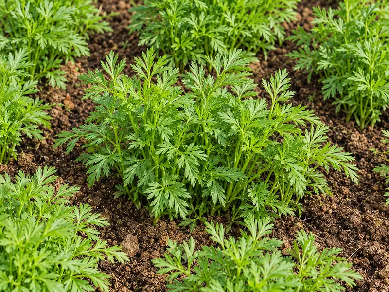 Carrot Microgreen Seeds - Image 2