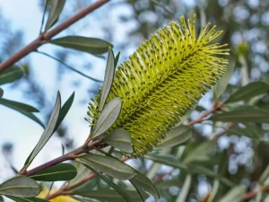 coast-banksia-seeds-seedmart-australia