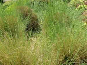 common-tussock-grass-seeds-seedmart-australia