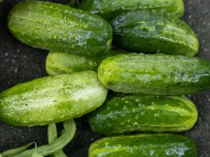 cucumber-sumter-seeds-field-seedmart-australia-singapore