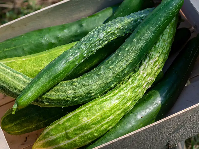 cucumber-suyo-seeds-seedmart-australia-singapore