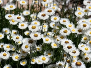 everlasting-daisy-white-seeds-seedmart-australia