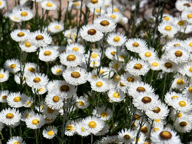 everlasting-daisy-white-seeds-seedmart-australia