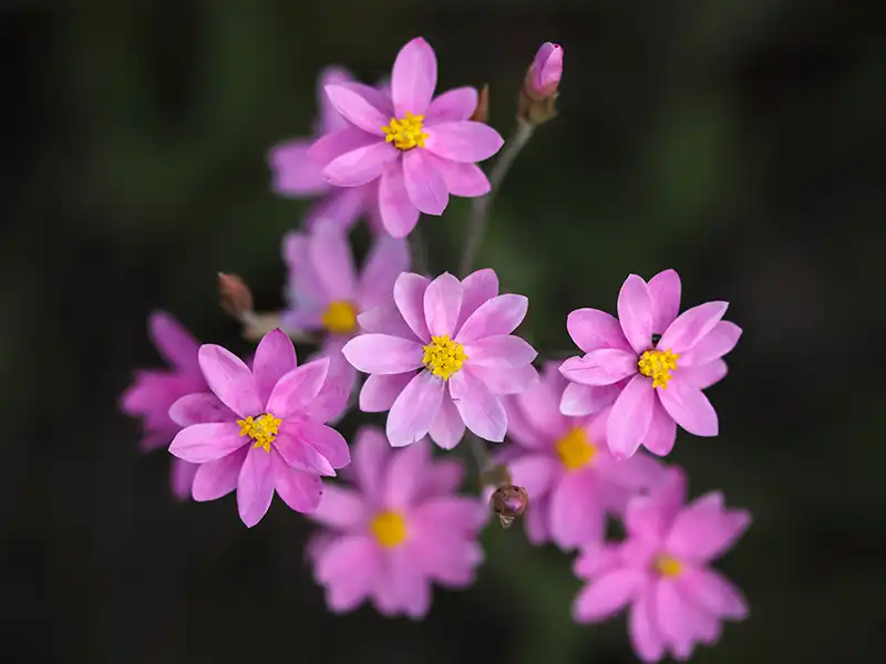 everlasting-pink-cluster-seeds-seedmart-australia