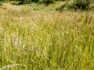 finecut-rhodes-grass-seeds-seedmart-australia