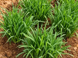 garlic-chives-microgreen-seeds-seedmart-australia