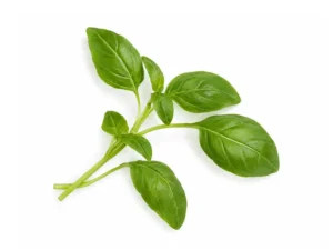 greek-basil-microgreens-seeds-isolated-seedmart-australia