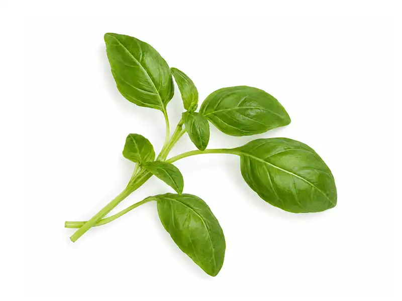 greek-basil-microgreens-seeds-isolated-seedmart-australia