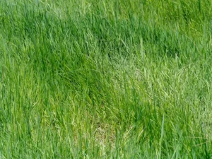 griffin-weeping-grass-seeds-1-seedmart-australia