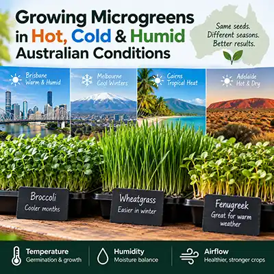 Growing Microgreens in Hold, Cold & Humid Australian Conditions