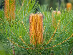 hairpin-banksia-seeds-seedmart-australia