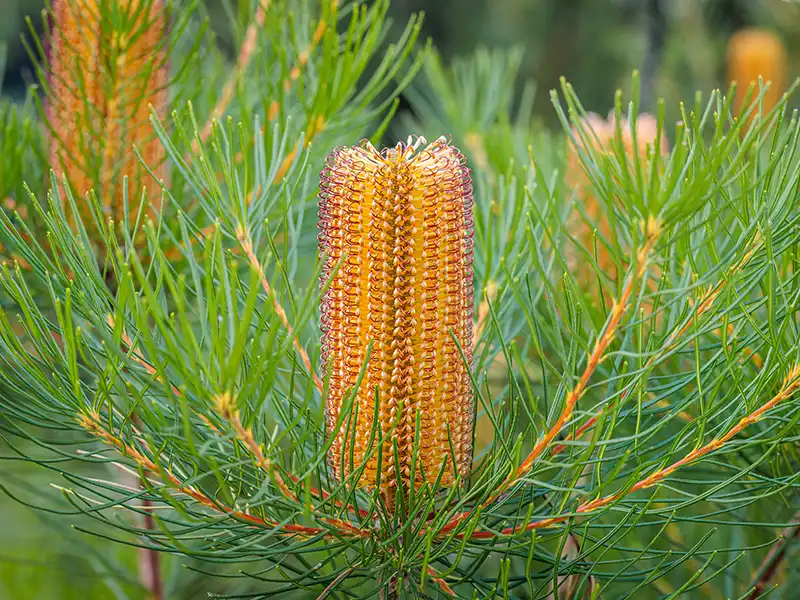 hairpin-banksia-seeds-seedmart-australia