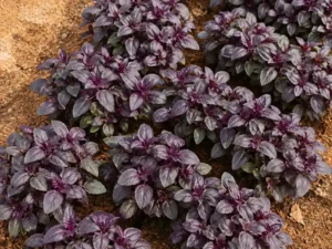 how-to-grow-black-sunflower-microgreens-seedmart-australia