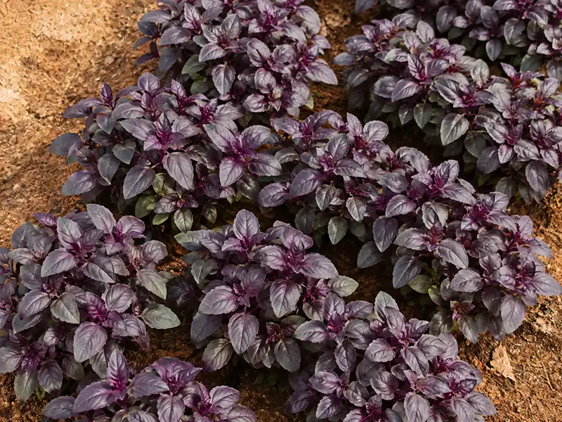 how-to-grow-black-sunflower-microgreens-seedmart-australia