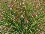 kangaroo-grass-seeds-seedmart-australia-1