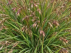 kangaroo-grass-seeds-seedmart-australia-1
