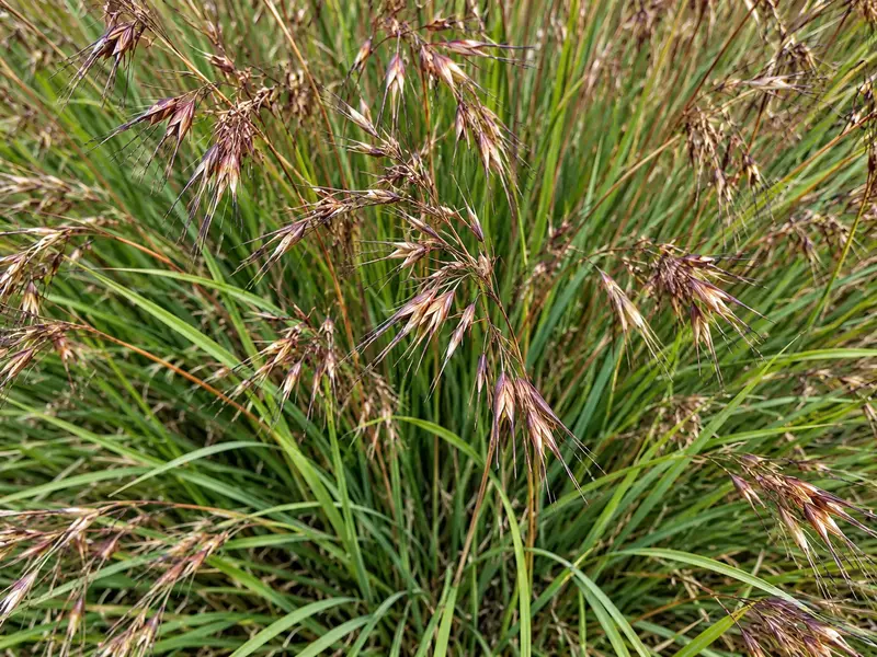kangaroo-grass-seeds-seedmart-australia-1