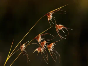 kangaroo-grass-seeds-seedmart-australia