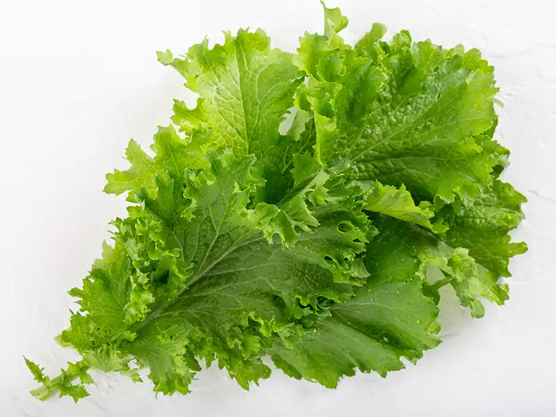 Mustard Southern Giant Curled Vegetable Seeds – Singapore