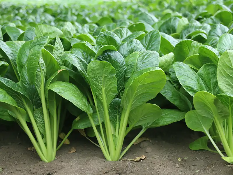 Mustard Spinach Komatsuna Tendergreen Seeds – Singapore - Image 2