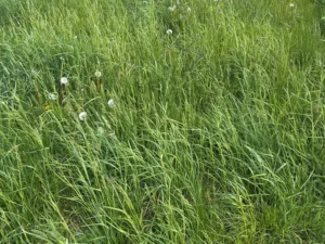 pensacola-bahia-seeds-seedmart-australia