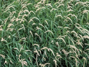 phalaris-seeds-seedmart-australia
