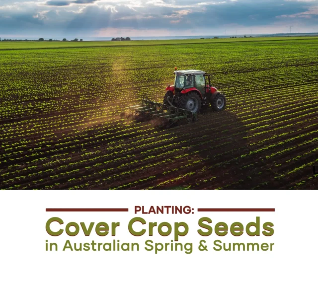 planting-cover-crop-seeds-in-australian-spring-and-summer-seedmart-australia