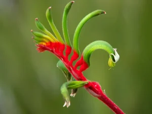 red-and-green-kangaroo-paw-seeds-seedmart-australia
