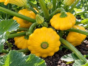 Squash Sunburst Vegetable Seeds | Growing | Seedmart