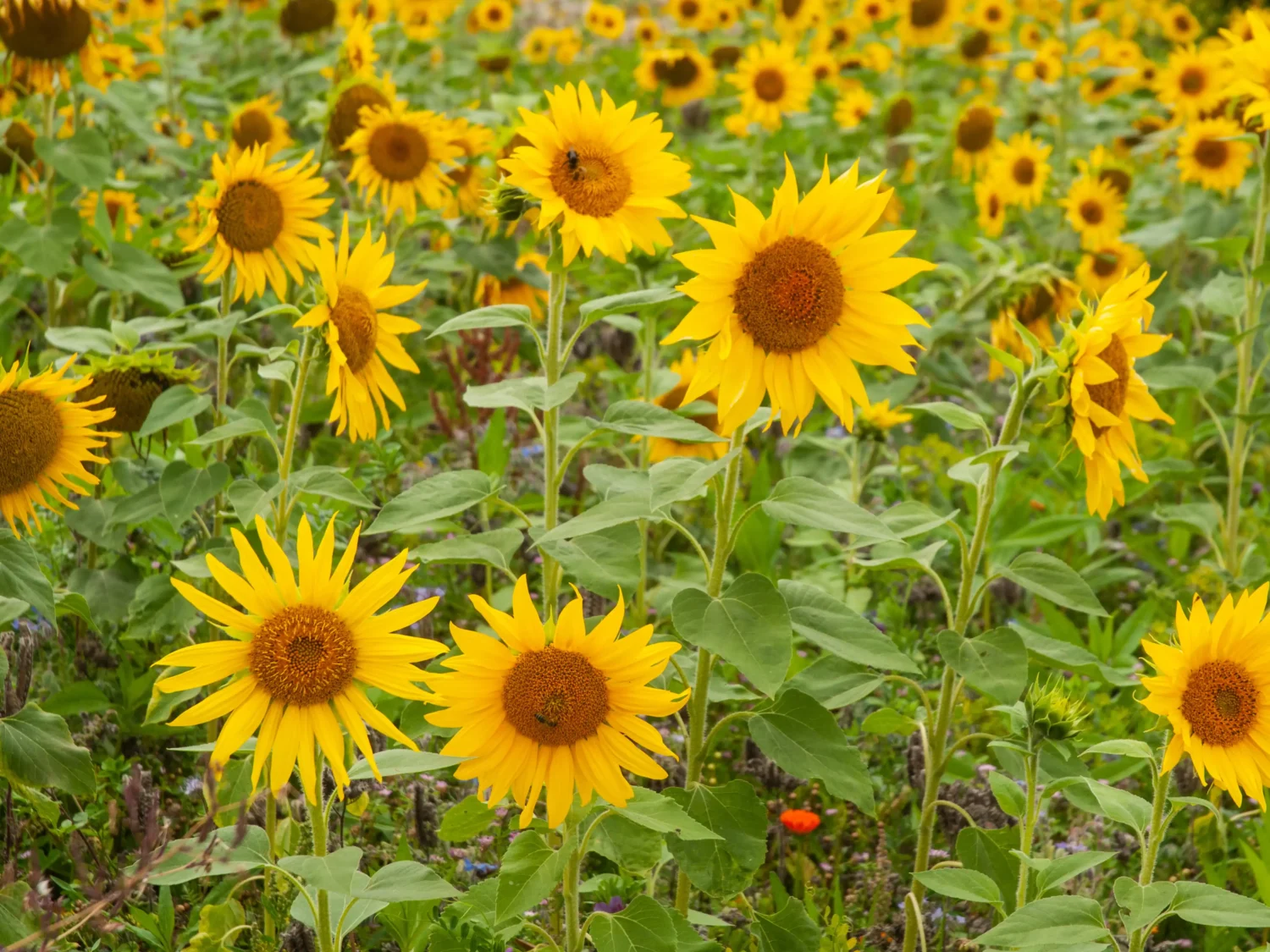 sunflower-grey-striped-seeds-seedmart-australia