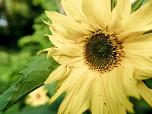 sunflower-lemon-rush-seeds-seedmart-australia