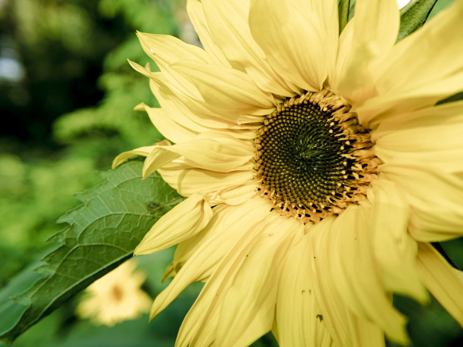 sunflower-lemon-rush-seeds-seedmart-australia