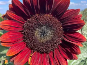 sunflower-ruby-rich-seeds-seedmart-australia