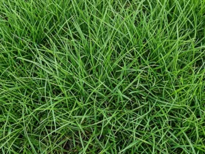 tetila-annual-ryegrass-seeds-seedmart-australia