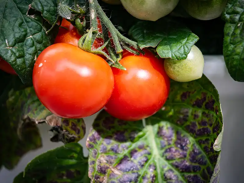 Tomato Burnley Gem Vegetable Seeds - Image 2