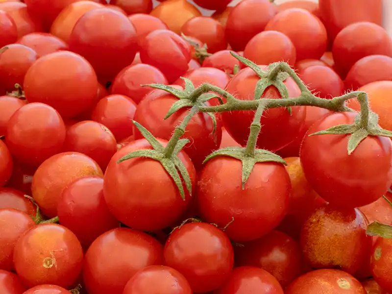 Tomato Large Red Cherry Vegetable Seeds – Singapore - Image 2
