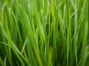 victorian-perennial-ryegrass-seeds-seedmart-australia