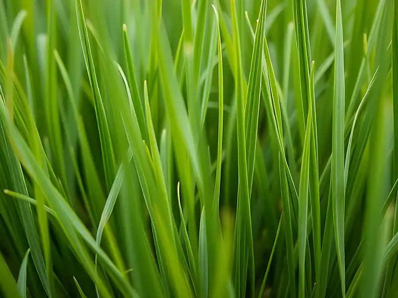 victorian-perennial-ryegrass-seeds-seedmart-australia