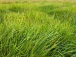 weeping-grass-seeds-seedmart-australia