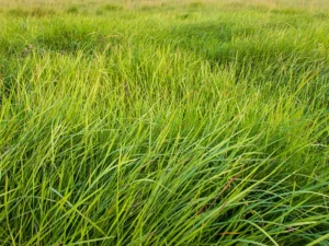 weeping-grass-seeds-seedmart-australia