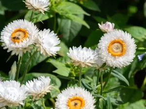 white-strawflower-seeds-seedmart-australia