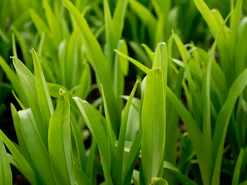 whittet-kikuyu-seeds-seedmart-australia