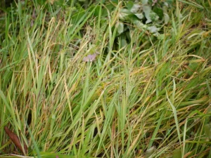 barbed-wire-seeds-seedmart-australia