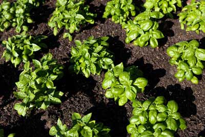Basil grown for commercial production