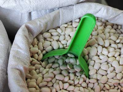 Bulk bean seeds in a sack