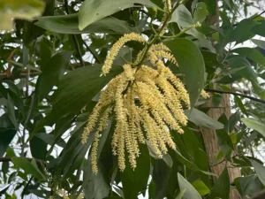 black-wattle-seeds-seedmart-australia